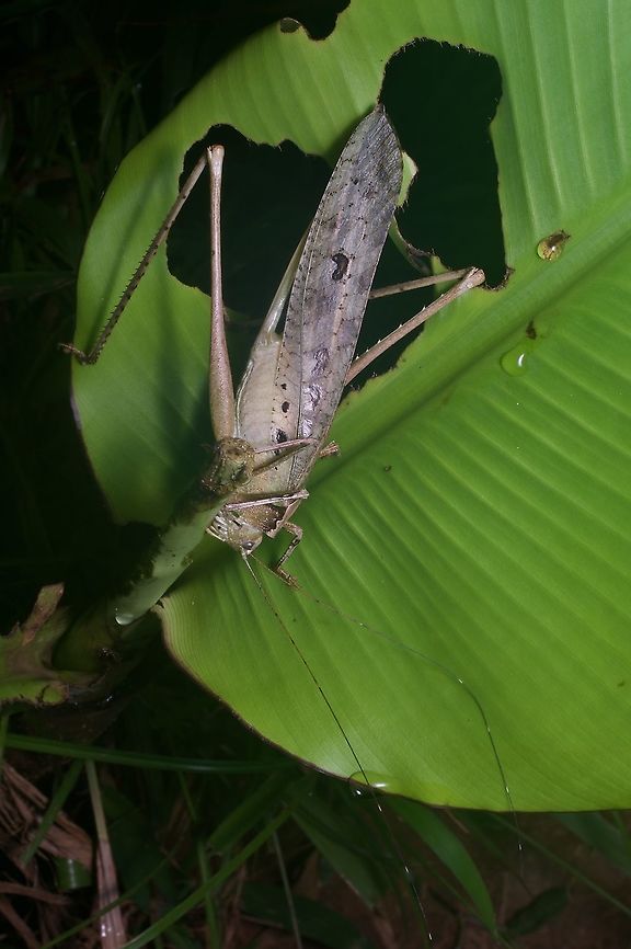 A large katydid (Mecopoda elongata) munching away in Borneo  Geotagged,Malaysia,Mecopoda elongata,Winter