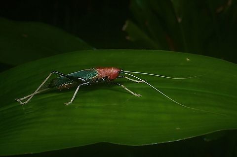 Macroxiphus sumatranus