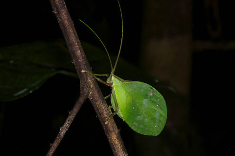 A leaf-mimic katydid (Roxelana crassicornis) at night near Iquitos, Peru  Geotagged,Katydid,Peru,Roxelana crassicornis,Summer