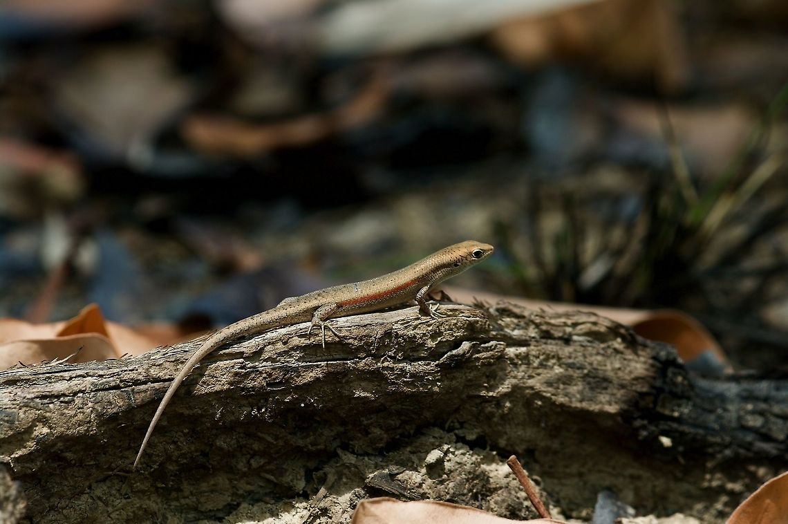 Slender Rainbow-Skink (Carlia gracilis) eyeing some termite prey Little termites were swarming here, and a bunch of these little skinks were rushing about, gobbling them down. Australia,Carlia gracilis,Geotagged,Spring
