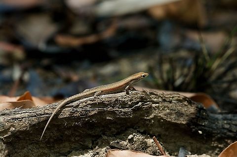 Slender Rainbow-Skink (Carlia gracilis) eyeing some termite prey Little termites were swarming here, and a bunch of these little skinks were rushing about, gobbling them down. Australia,Carlia gracilis,Geotagged,Spring