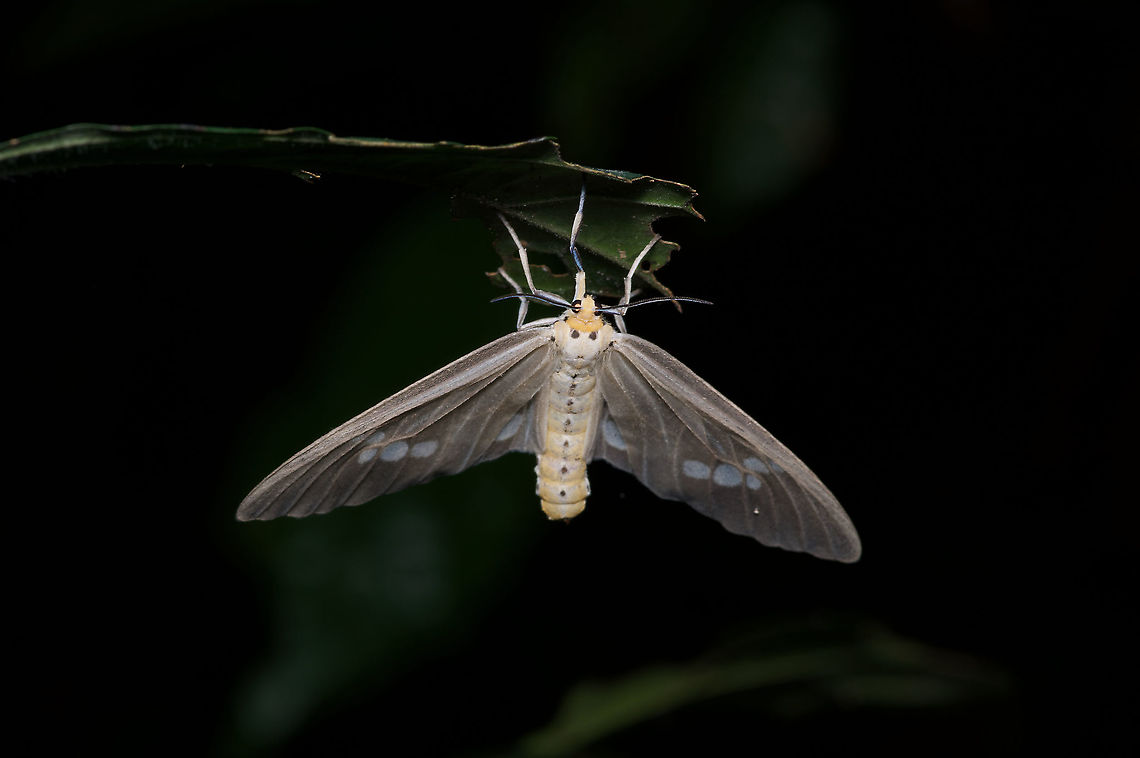 Meganaclia sippia hanging from a leaf  Geotagged,Ghana,Meganaclia sippia,Summer