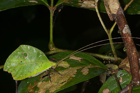 Typophyllum mortuifolium