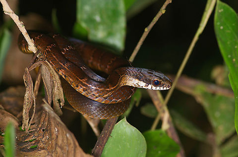 Boddaert's Tropical Racer (Mastigodryas boddaerti) coiled in vegetation This is a diurnal snake, photographed in its overnight resting place. Colubrid,Geotagged,Mastigodryas boddaerti,Peru,Summer