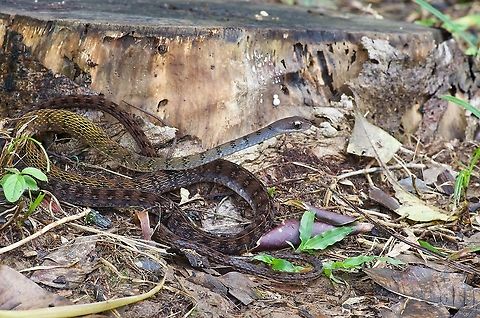 Olive Forest Racer (Dendrophidion dendrophis) posing by a log This species looks like a long thin arboreal snake, and this individual was indeed found at night sleeping in vegetation. But active individuals are usually (always?) found on the ground, so it seems to be a long thin terrestrial snake instead. This one was detained overnight and then released where it had been found. Dendrophidion dendrophis,Geotagged,Olive Forest Racer,Peru,Summer