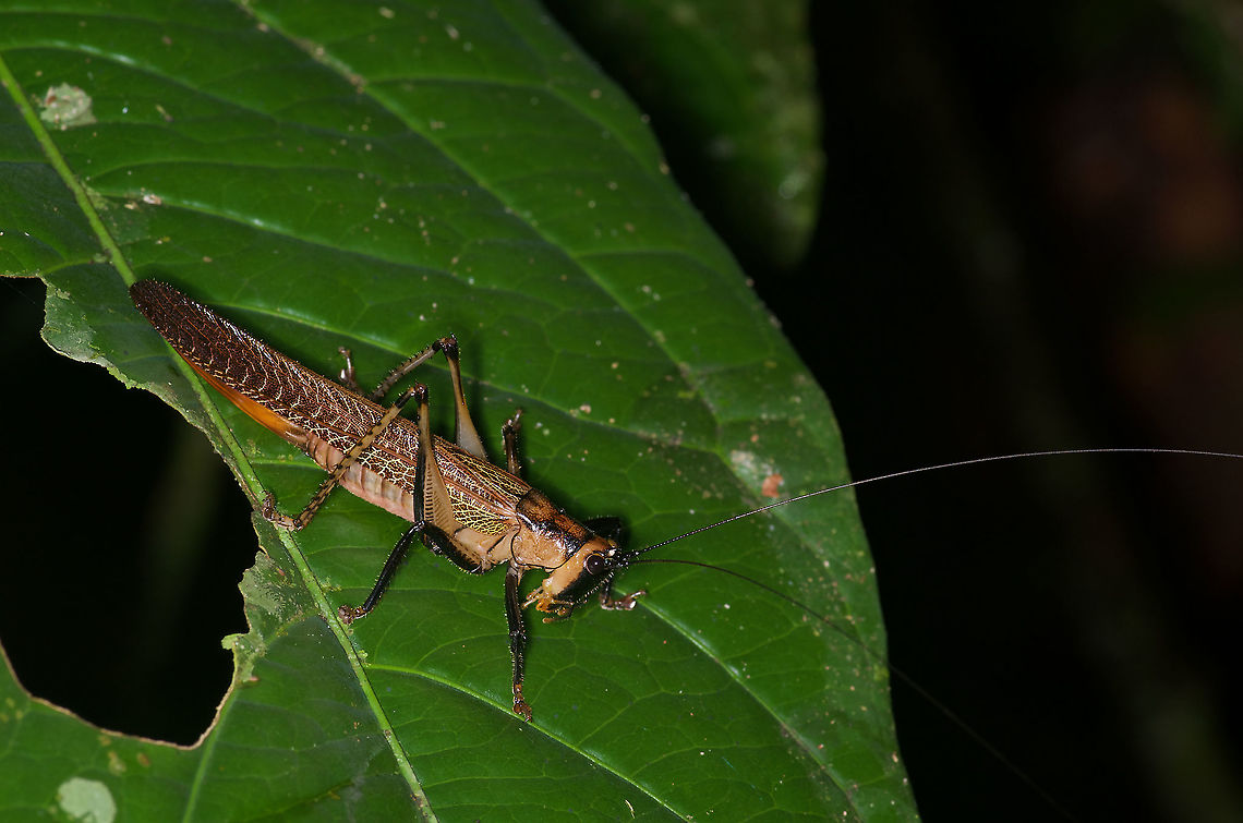 Un-camouflaged katydid (Eschatoceras punctifrons) I'm not sure why this katydid gets to stand out like a sore thumb while many other species employ remarkable camouflage. Maybe it tastes bad? I can find very little information about this species, which was identified on iNaturalist. Eschatoceras punctifrons,Geotagged,Peru,Summer