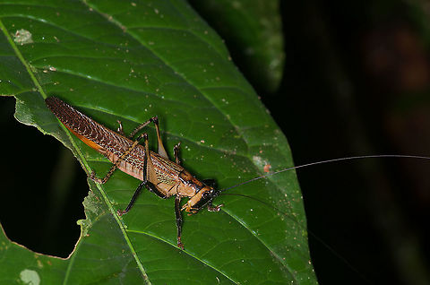 Un-camouflaged katydid (Eschatoceras punctifrons) I'm not sure why this katydid gets to stand out like a sore thumb while many other species employ remarkable camouflage. Maybe it tastes bad? I can find very little information about this species, which was identified on iNaturalist. Eschatoceras punctifrons,Geotagged,Peru,Summer
