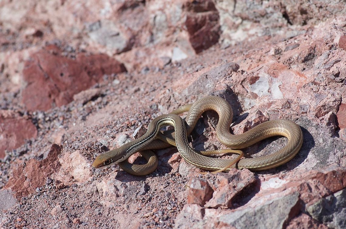 A young Sonoran Whipsnake (Masticophis bilineatus) looking all innocent This cute li'l snake looks all sweet and innocent, but it is ready to either bloody up your hand or disappear in a flash. Colubrid,Geotagged,Masticophis bilineatus,Sonoran Whipsnake,Summer,United States