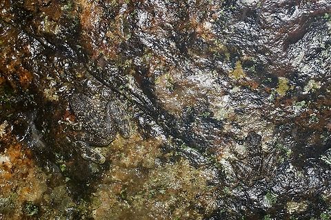 A wet boulder ... no, wait! This is one of my favorite camouflage photos. Every time I look at this photo I have to search for the frogs, even though I know where they are! These frogs are great swimmers and even better clingers-on-to-wet-boulders-in-the-stream. Geotagged,Malaysia,Rock skipper,Staurois latopalmatus,Winter