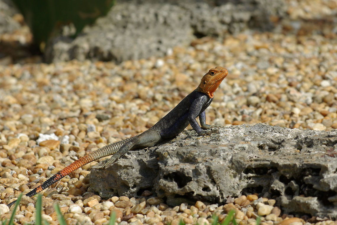 A rightfully proud Peter's Rock Agama (Agama picticauda) This species is native to west Africa, but has been established for a couple of decades at least in South Florida (home of so, so many non-native herp species). Agama picticauda,Geotagged,United States,Winter