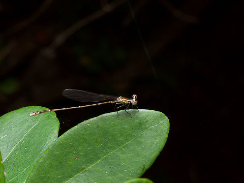 A tiny Everglades Sprite (Nehalennia pallidula) resting at night Such a cute li'l damselfly! Geotagged,Nehalennia pallidula,United States,Winter