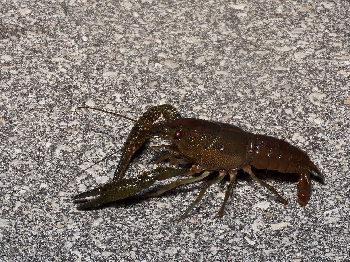 Hey, that's not a snake! Why does one drive on roads in the Everglades on warm nights? Is it to look for crayfish? No, it is not! It is to look for snakes (of course). So why were all these silly crayfish hanging out on the road? Geotagged,Procambarus alleni,United States,Winter