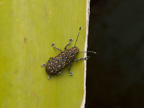 A Tiki Weevil (Pheonicobiella chameropis) at the edge of a palm frond This is a female. Males look very similar but have much longer antennae. Geotagged,Phoenicobiella chamaeropis,Tiki Weevil,United States,Winter