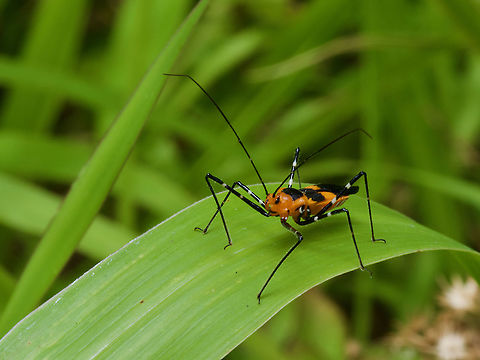 A colorful Milkweed Assassin Bug (Zelus longipes), looking all menacing  Geotagged,United States,Winter,Zelus longipes