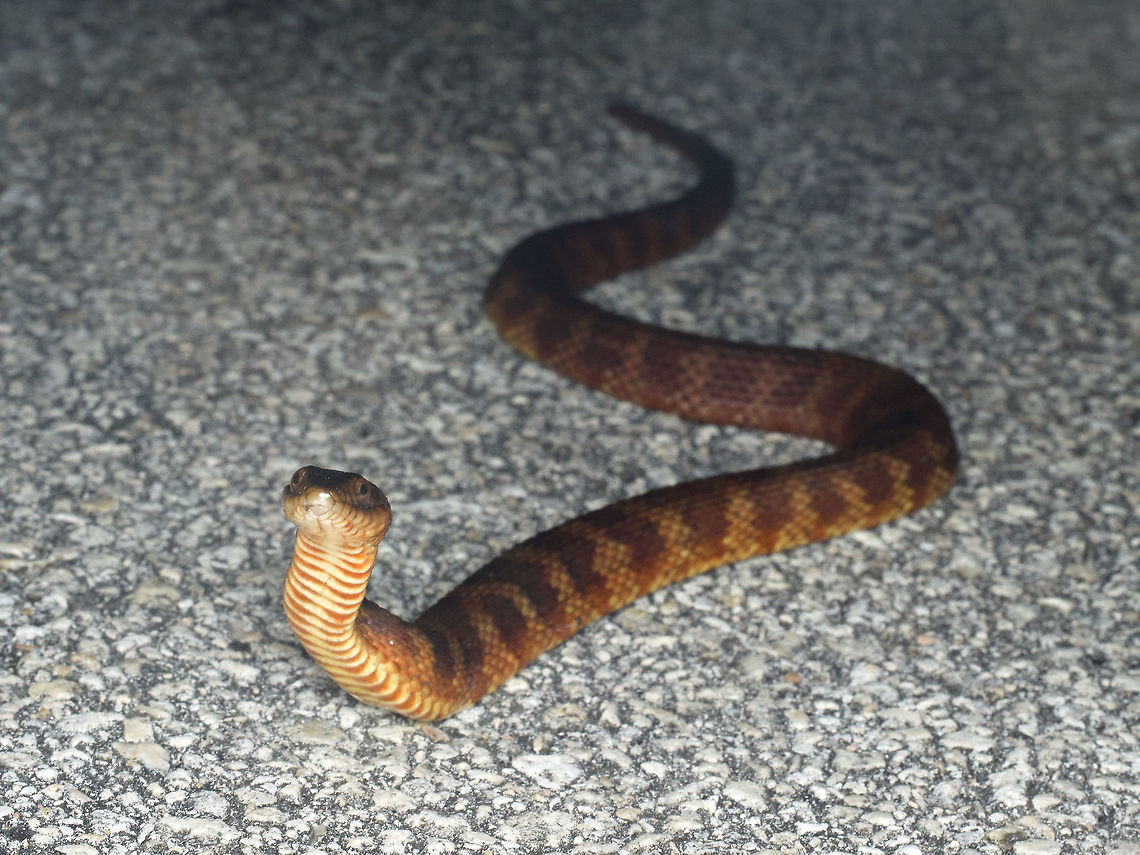 A Mangrove Salt Marsh Snake (Nerodia clarkii compressicauda) channeling its inner cobra I&#039;ve seen these crossing the road before, but I had never seen one hold its head elevated like this. It remained in this position as I drove up to it, parked my car, grabbed my camera, and took photos. Geotagged,Nerodia clarkii,United States,Winter