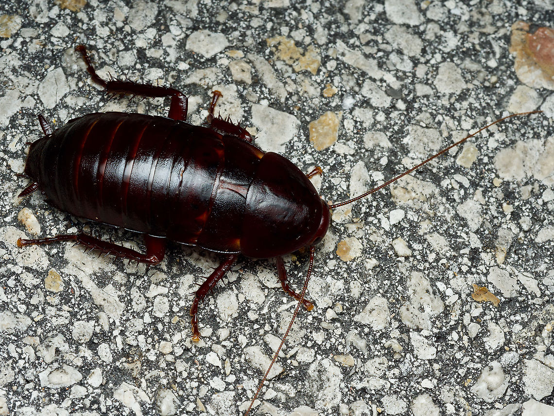 Big ol' cockroach (Eurycotis floridana) stopping traffic Well, at least it stopped my car, because I wanted a photo. Eurycotis floridana,Florida woods cockroach,Geotagged,United States,Winter