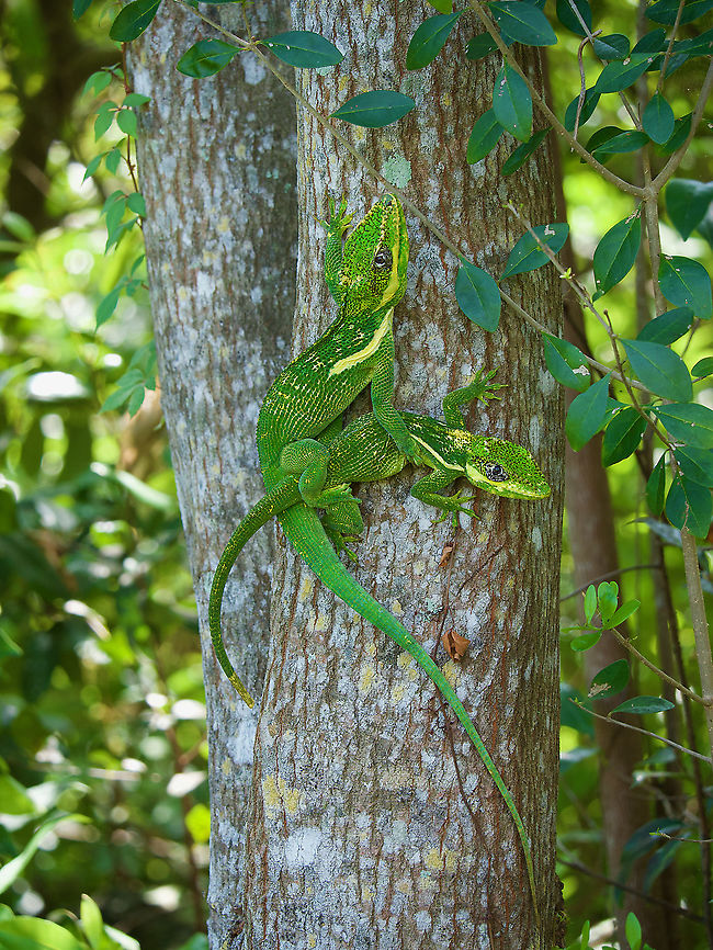 A happy couple of Knight Anoles (Anolis equestris) I know I shouldn't like seeing these lizards in Florida because they are yet another established non-native species, but how could I not like this? Anolis equestris,Geotagged,Knight anole,United States,Winter