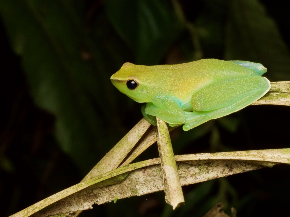 Greater Hatchet-faced Treefrog (Sphaenorhynchus lacteus) resting at night If you have to be a hatchet-faced treefrog, you would definitely want to be a greater hatchet-faced treefrog. Geotagged,Peru,Sphaenorhynchus lacteus,Summer