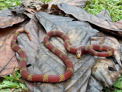 Do not mock the Confused Coral Snake (Micrurus langsdorffi) Well, you can go ahead and mock it for its silly name, but don't annoy it too much. Confused Coral Snake,Geotagged,Micrurus langsdorffi,Peru,Summer