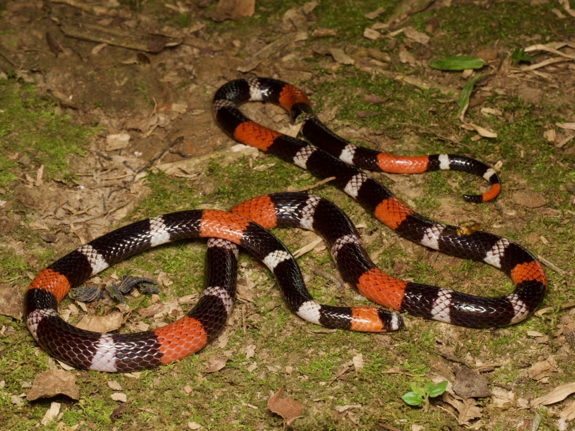 Ribbon Coral Snake (Micrurus lemniscatus) This is one of the most common coral snake species in this part of Peru, but it&#039;s still a treat to see one. Geotagged,Micrurus lemniscatus,Peru,Summer