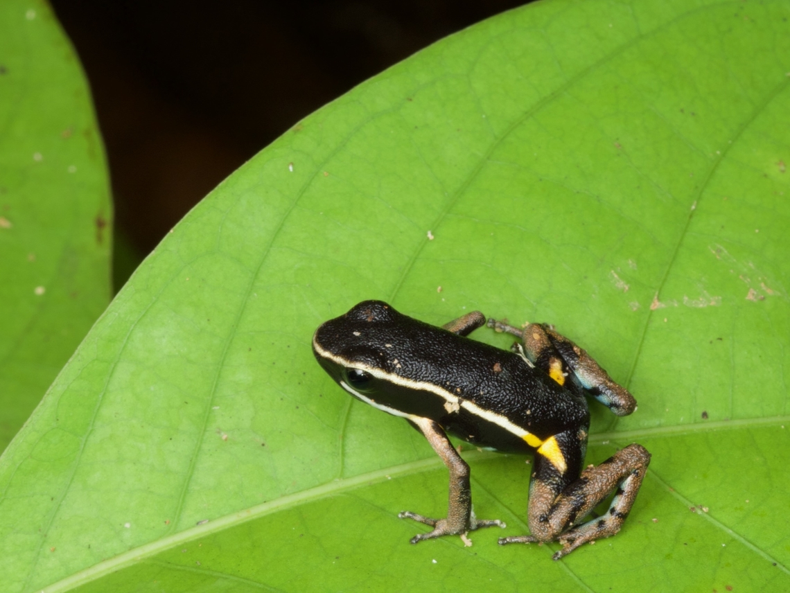 A Pale-striped Poison Frog (Ameerega hahneli) ready to hop away They are always ready to hop away. Not big on staying still, these poison frogs. Ameerega hahneli,Geotagged,Peru,Summer