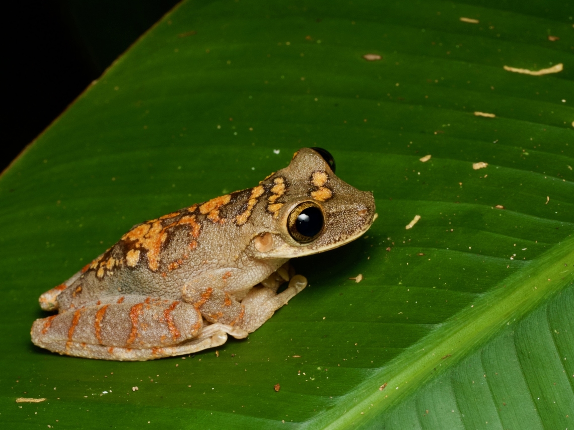 A Mocking Bromeliad Treefrog (Osteocephalus deridens) on a leaf Usually this species is pretty high in the canopy, but this cooperative individual chose to rest at human-head-height. They don't always have such striking markings; this was a particularly beautiful individual. Geotagged,Osteocephalus deridens,Peru,Summer