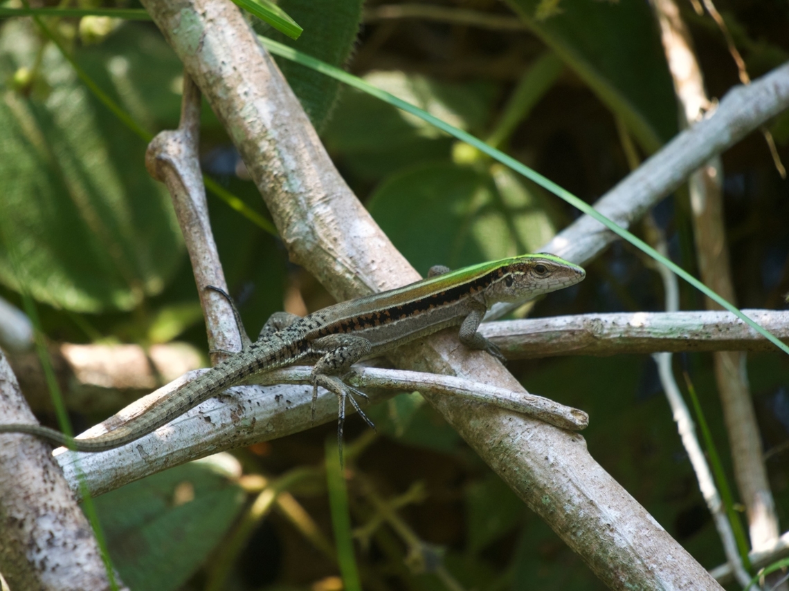 A Cocha Whiptail (Kentropyx altamazonica) hanging out in pondside vegetation There are two species of Kentropyx in the area. The other one, Kentropyx pelviceps, is more common and typically found in sunny patches in the forest. This species is typically found near water. Geotagged,Kentropyx altamazonica,Peru,Summer,kentropyx altamazonica