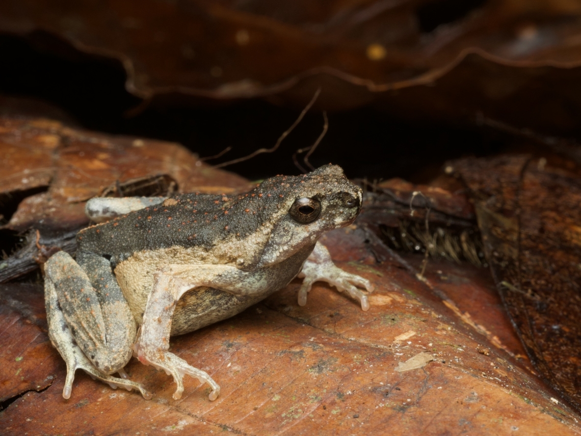 A Painted Forest Toadlet (Engystomops petersi) in the leaf litter These weird little frogs look like poorly made toads. Engystomops petersi,Geotagged,Peru,Summer