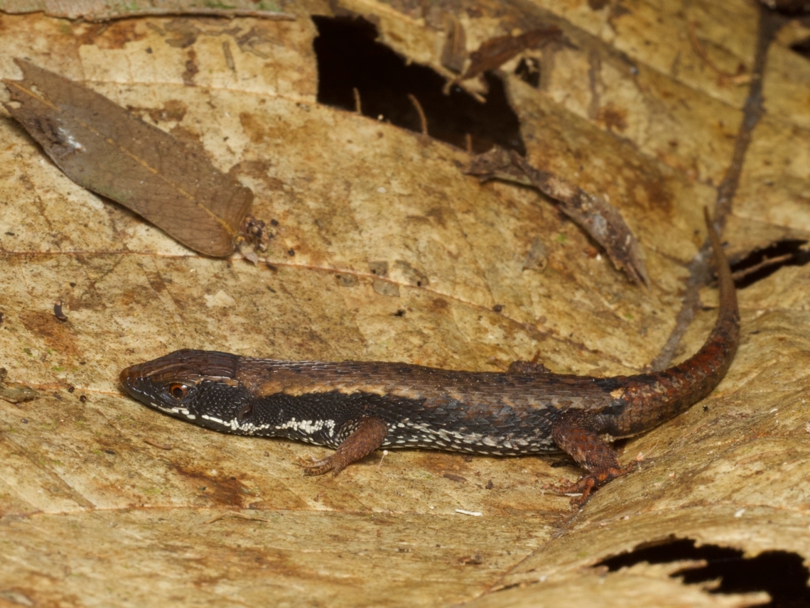 A Keel-bellied Shade Lizard (Alopoglossus atriventris) in the leaf litter These little lizards are relatively common, but you usually only get glimpses of them as they clamber around in the leaf litter. Most of the time they are under the leaves. Alopoglossus atriventris,Geotagged,Peru,Summer