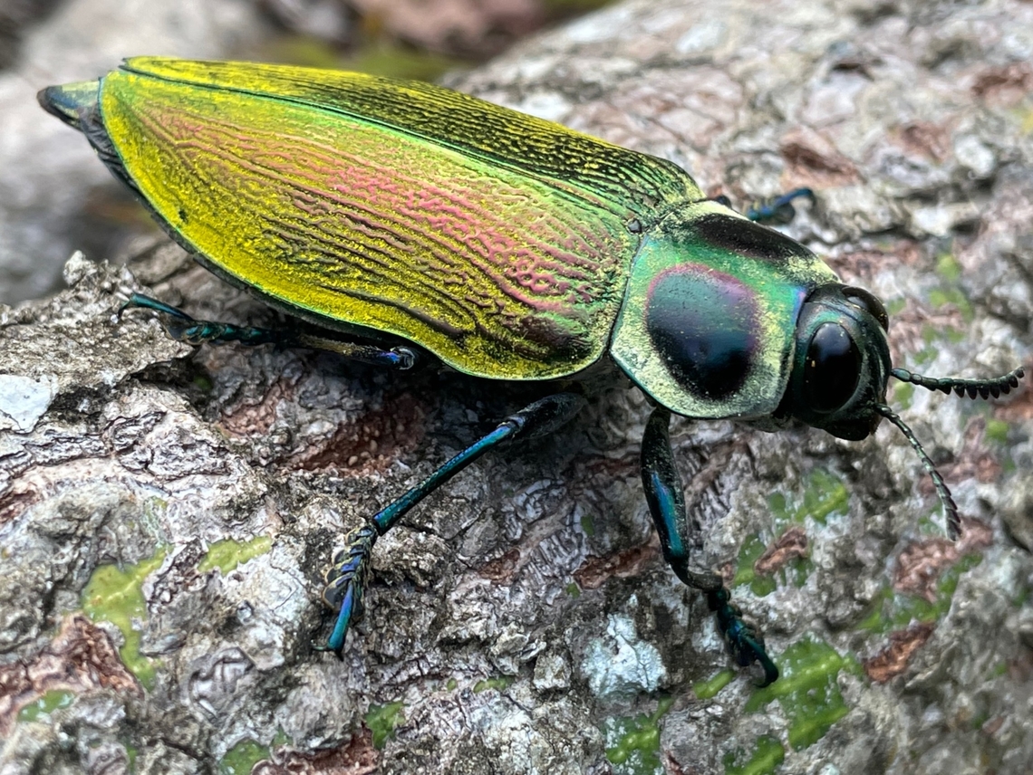 Giant Metallic Ceiba Borer (Euchroma gigantea) close-up We saw a couple of these flying high and landing way up on trees, and then this one landed on the ground nearby. iPhone photo! Euchroma gigantea,Geotagged,Peru,Summer