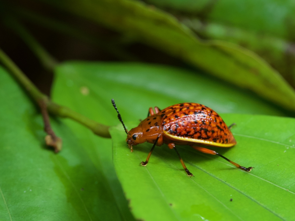 A pretty Pleasing Fungus Beetle (Erotylina maculiventris) on a leaf No fungus around, but that is definitely a pleasing beetle. Erotylina maculiventris,Geotagged,Peru,Summer