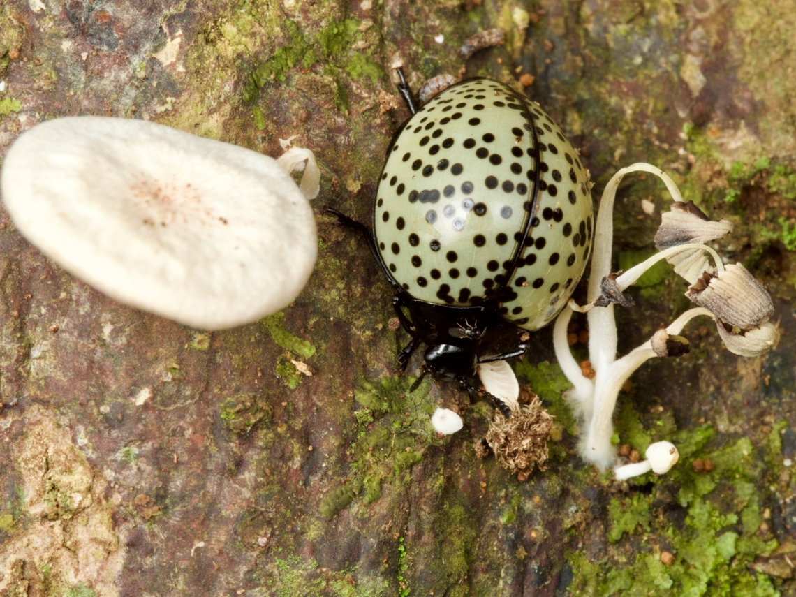 A pleasing fungus beetle (Aegithus burmeisteri) living up to its name This one seems to have the choice of multiple fungi. Note the tiny fly on the beetles thorax -- not sure what that fly is doing. Aegithus burmeisteri,Geotagged,Peru,Summer