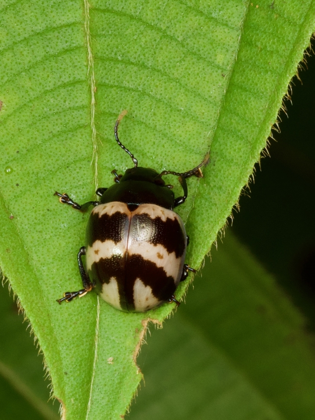 Platyphora fulvicornis  Geotagged,Peru,Platyphora fulvicornis,Summer