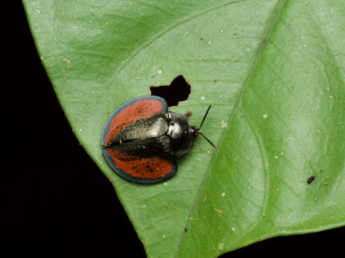 An oddly-shaped leaf beetle (Omaspides augusta) on, you guessed it, a leaf  Geotagged,Omaspides augusta,Peru,Summer