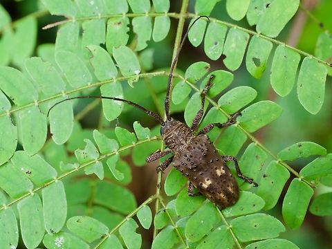 Jamesia globifera, a long-horned beetle And a well-armored one at that. Geotagged,Jamesia globifera,Peru,Summer