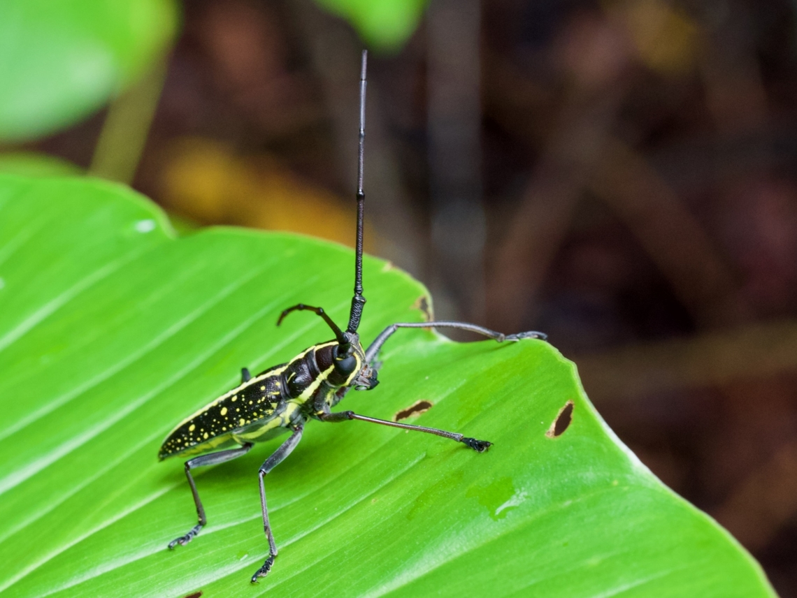 Taeniotes amazonum, a long-horned beetle I like the &quot;star pattern&quot; on its elytra. Geotagged,Peru,Summer,Taeniotes amazonum