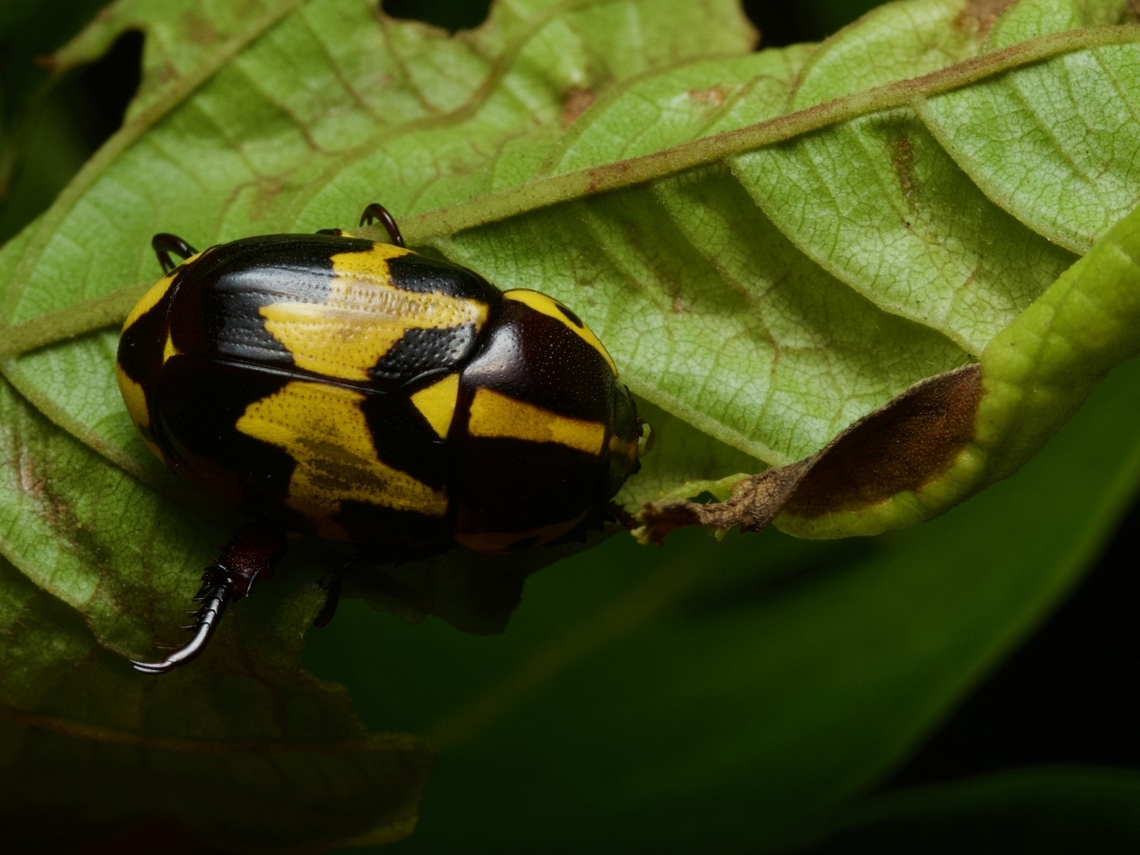 Rutela histrio, a colorful scarab beetle Gotta love them crazy scarab back legs. Geotagged,Peru,Rutela histrio,Summer