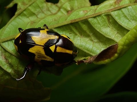 Rutela histrio, a colorful scarab beetle Gotta love them crazy scarab back legs. Geotagged,Peru,Rutela histrio,Summer