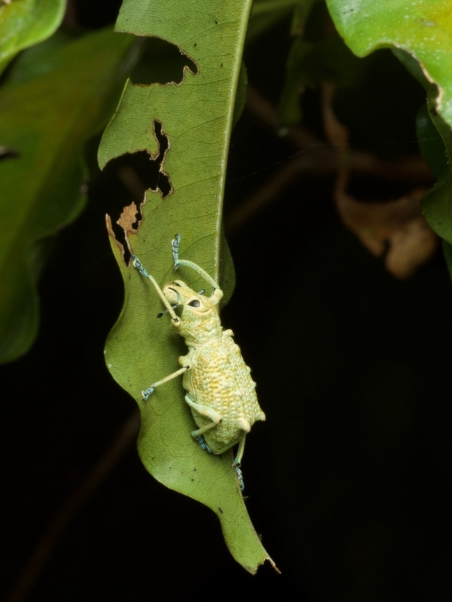 Rhigus speciosus, a lumpy weevil from the Amazon basin Check out those sickle-like mandibles! Geotagged,Peru,Rhigus speciosus,Summer