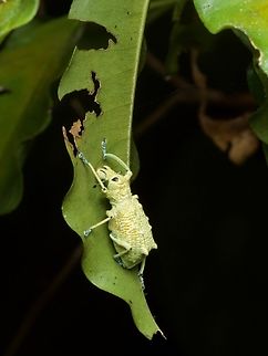 Rhigus speciosus, a lumpy weevil from the Amazon basin Check out those sickle-like mandibles! Geotagged,Peru,Rhigus speciosus,Summer