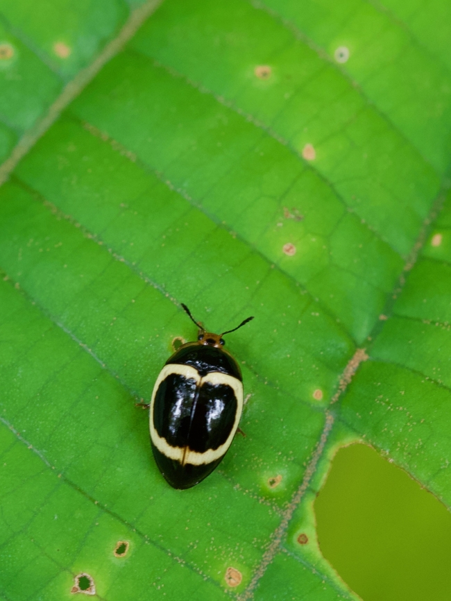 Iphiclus circulus, a pleasing but small fungus beetle Most of the pleasing fungus beetles (family Erotylidae) I saw in Peru were 15mm or longer, but this little guy was only 7 or 8mm long. Geotagged,Iphiclus circulus,Peru,Summer