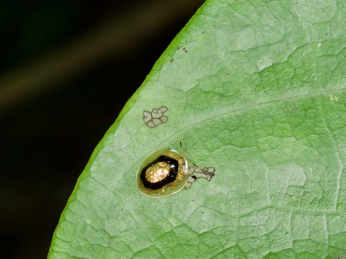 A little splotch of goo, a.k.a. Microctenochira sertata I had to look very closely to see the antennae and determine that this was not in fact a little splotch of goo. Geotagged,Golden Target Tortoise Beetle,Microctenochira sertata,Peru,Summer