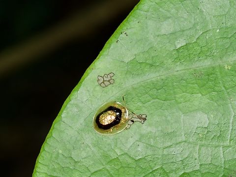 A little splotch of goo, a.k.a. Microctenochira sertata I had to look very closely to see the antennae and determine that this was not in fact a little splotch of goo. Geotagged,Golden Target Tortoise Beetle,Microctenochira sertata,Peru,Summer