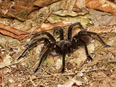 Ecuadorian Brown Velvet Tarantula