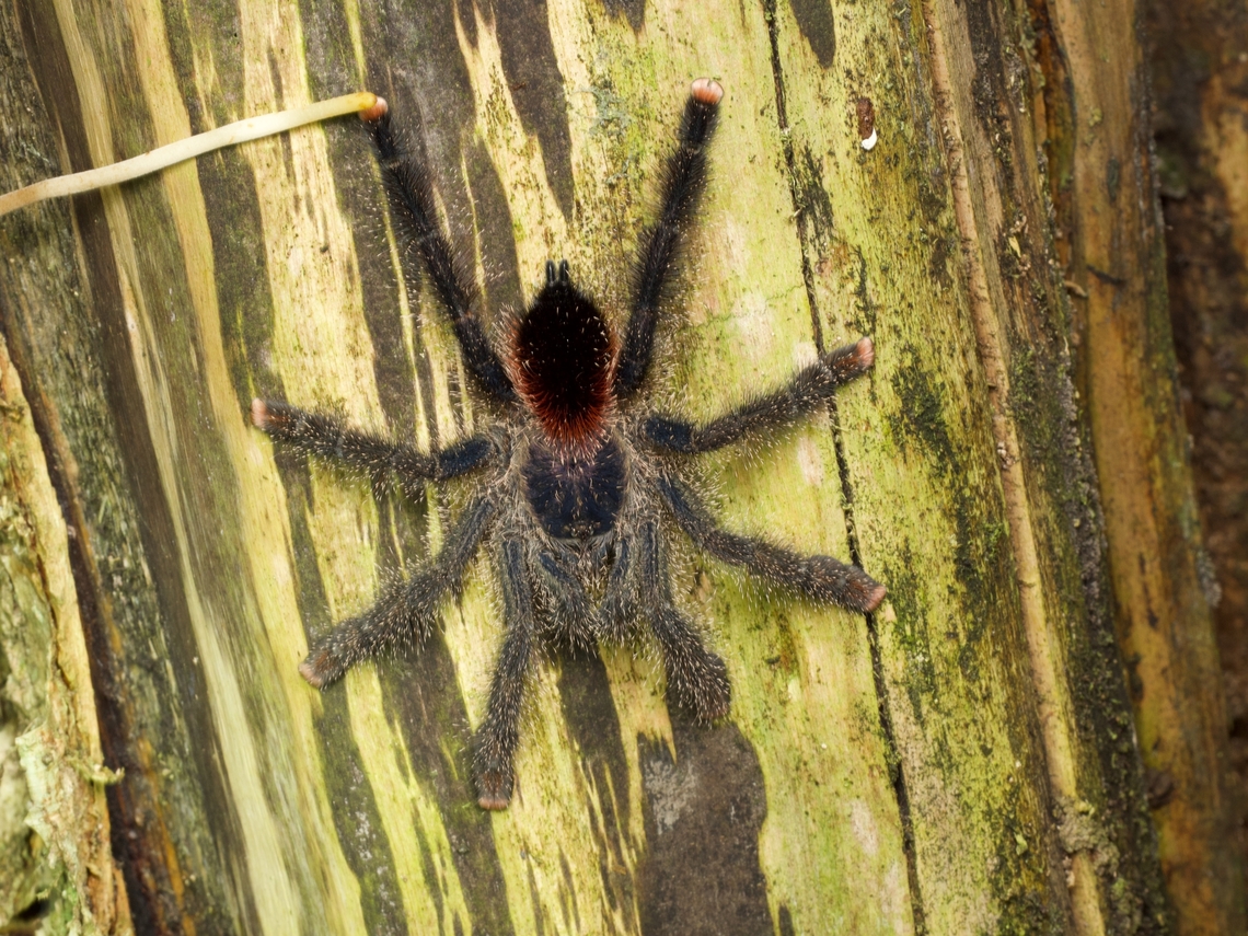 A Yellow-banded Pinktoe Tarantula (Avicularia juruensis) gripping a tree Little pink toes, so cute! Avicularia juruensis,Geotagged,Peru,Summer
