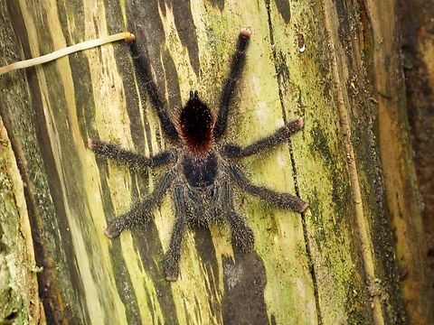 A Yellow-banded Pinktoe Tarantula (Avicularia juruensis) gripping a tree Little pink toes, so cute! Avicularia juruensis,Geotagged,Peru,Summer