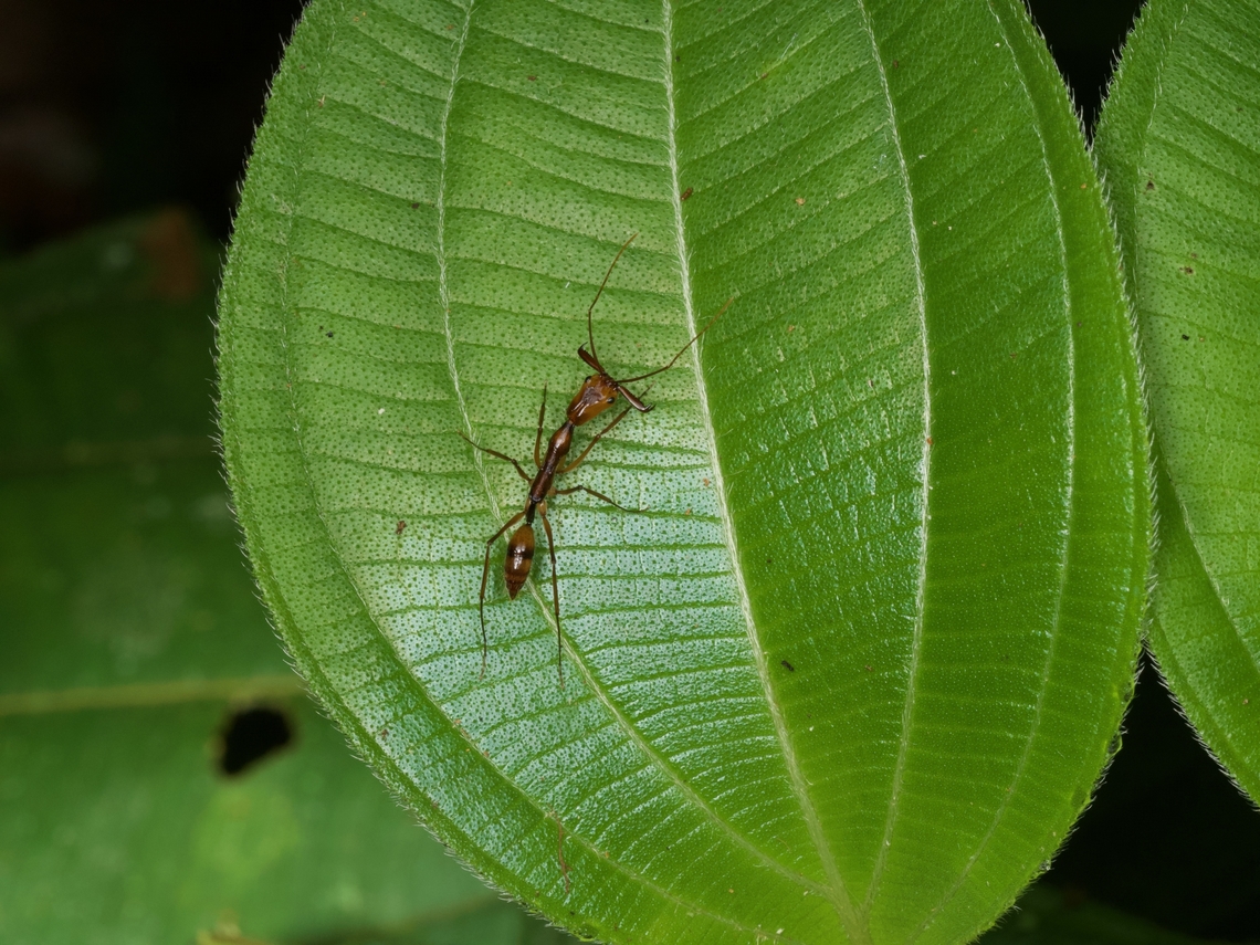 A trap-jaw ant (Odontomachus hastatus) prowling at night I was slightly tempted to see what those jaws would do if I put my finger in front of them. But only slightly. Geotagged,Odontomachus hastatus,Peru,Summer