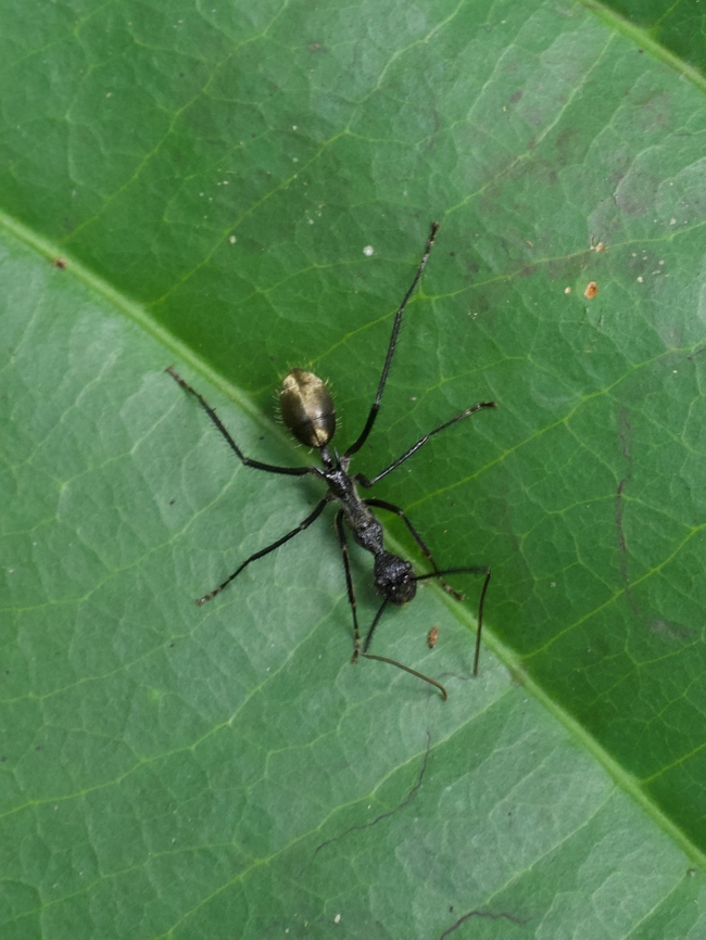 A spindly-looking ant (Dolichoderus rugosus) hunting on a leaf at night  Dolichoderus rugosus,Geotagged,Peru,Summer