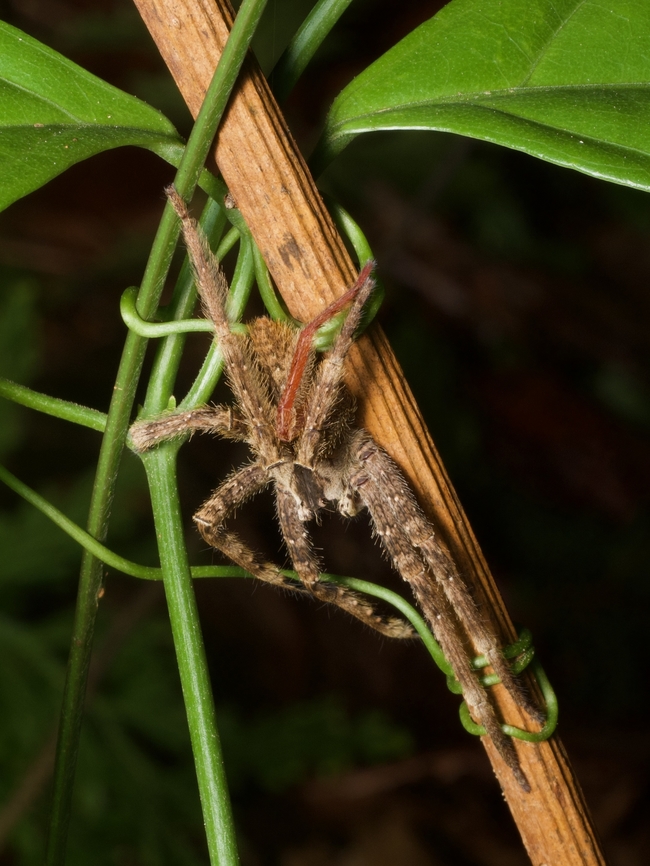 A wandering spider (Phoneutria boliviensis) looking all tangled up Furry and friendly and extremely venomous Geotagged,Peru,Phoneutria boliviensis,Summer