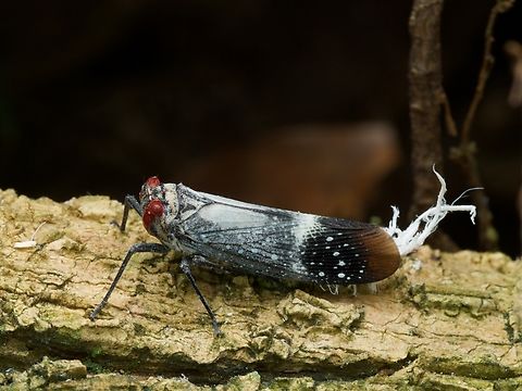 A planthopper (Lystra pulverulenta) showing off its waxy filaments These are also called Wax-tailed Planthoppers or Waxy-tailed Planthoppers, but that name is also used for their cousin Pterodictya reticularis (https://www.jungledragon.com/specie/14717/wax-tailed_planthopper_pterodictya_reticularis.html) Geotagged,Lystra pulverulenta,Peru,Summer
